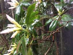 Image of Rhododendron latoucheae Franch.