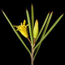 Image of Persoonia sulcata Meissn.