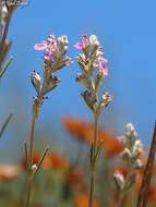 Image of Teucrium creticum L.