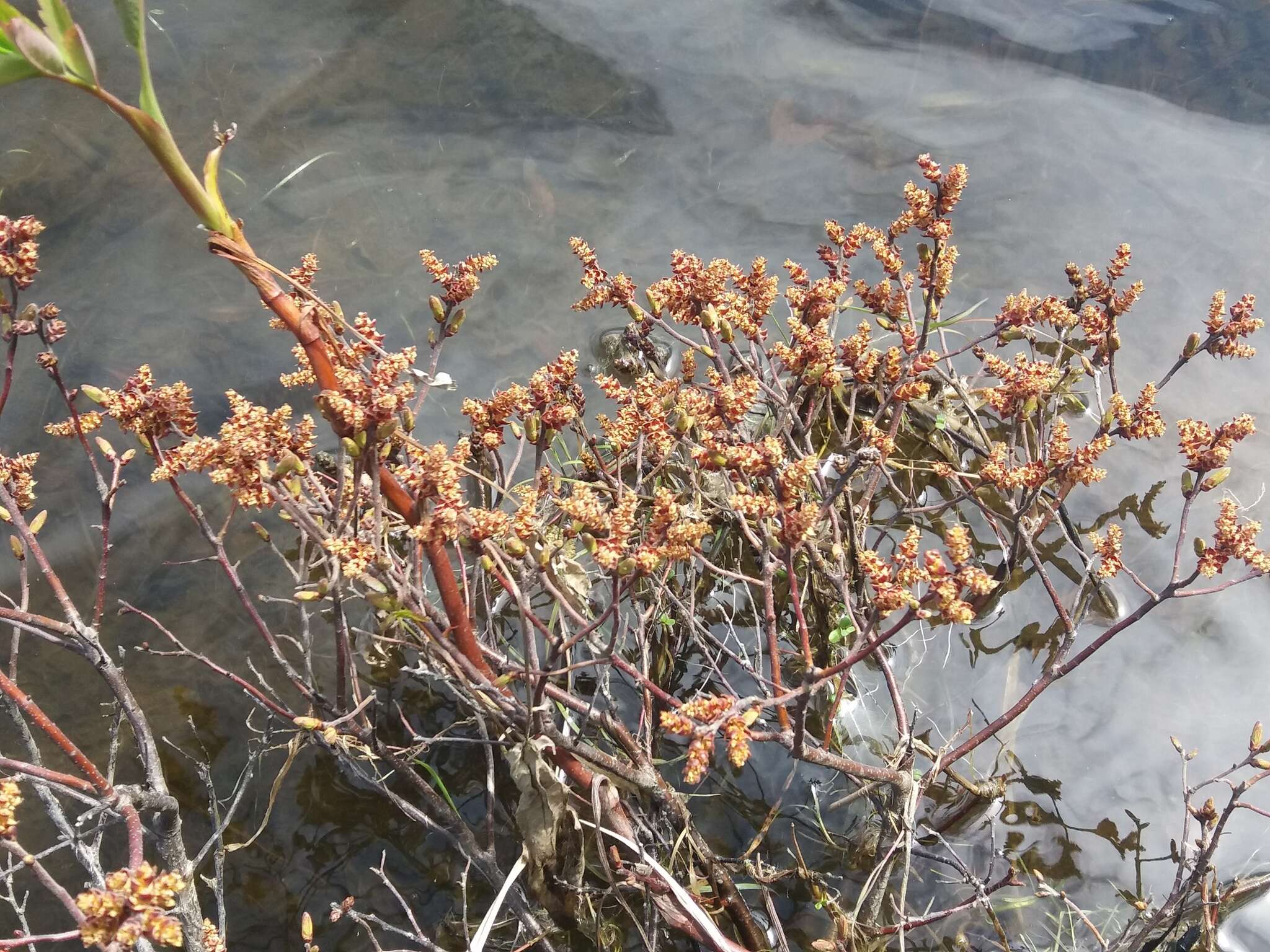 Image of Myrica gale subsp. tomentosa (C. DC.) E. Murray