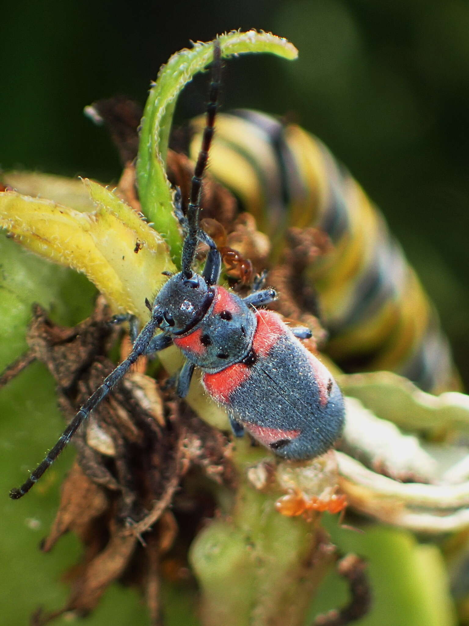 Sivun Tetraopes discoideus Le Conte 1858 kuva