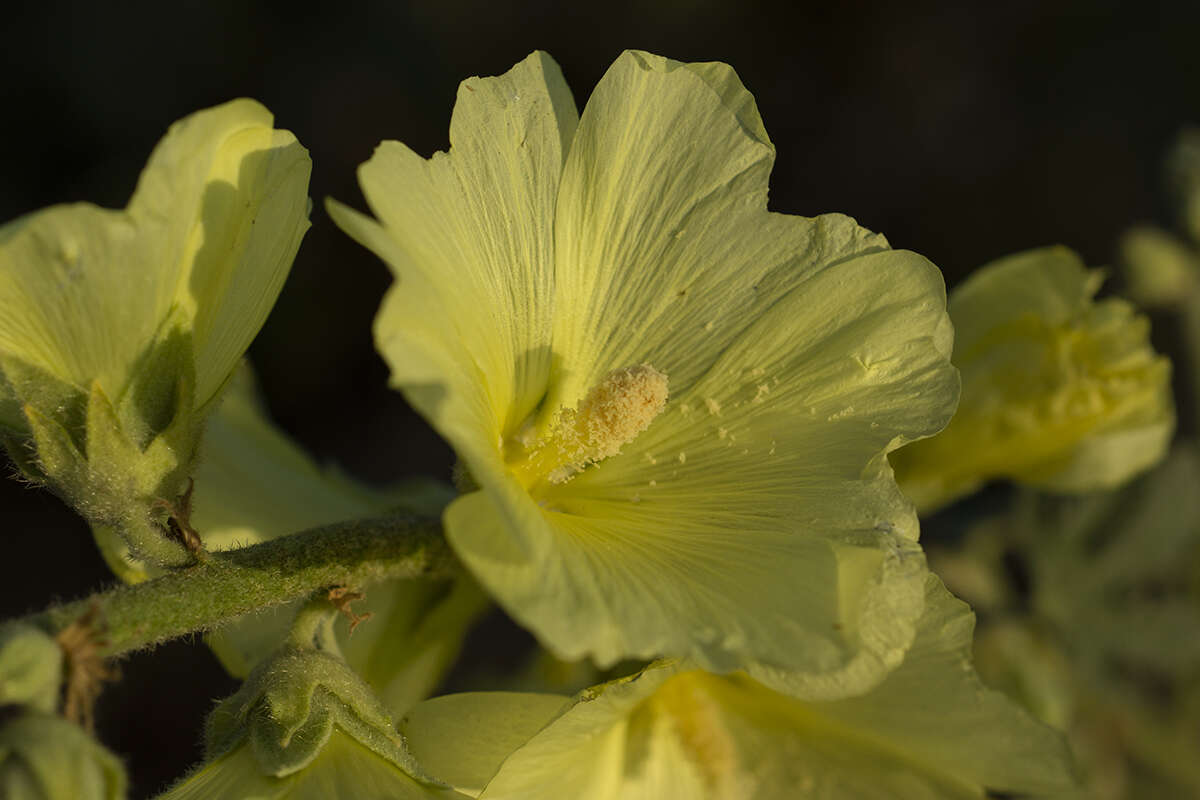 Image of Alcea rugosa Alef.