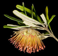 Image of Diplolaena angustifolia Hook.