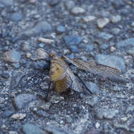 Image of Giant Salmonfly