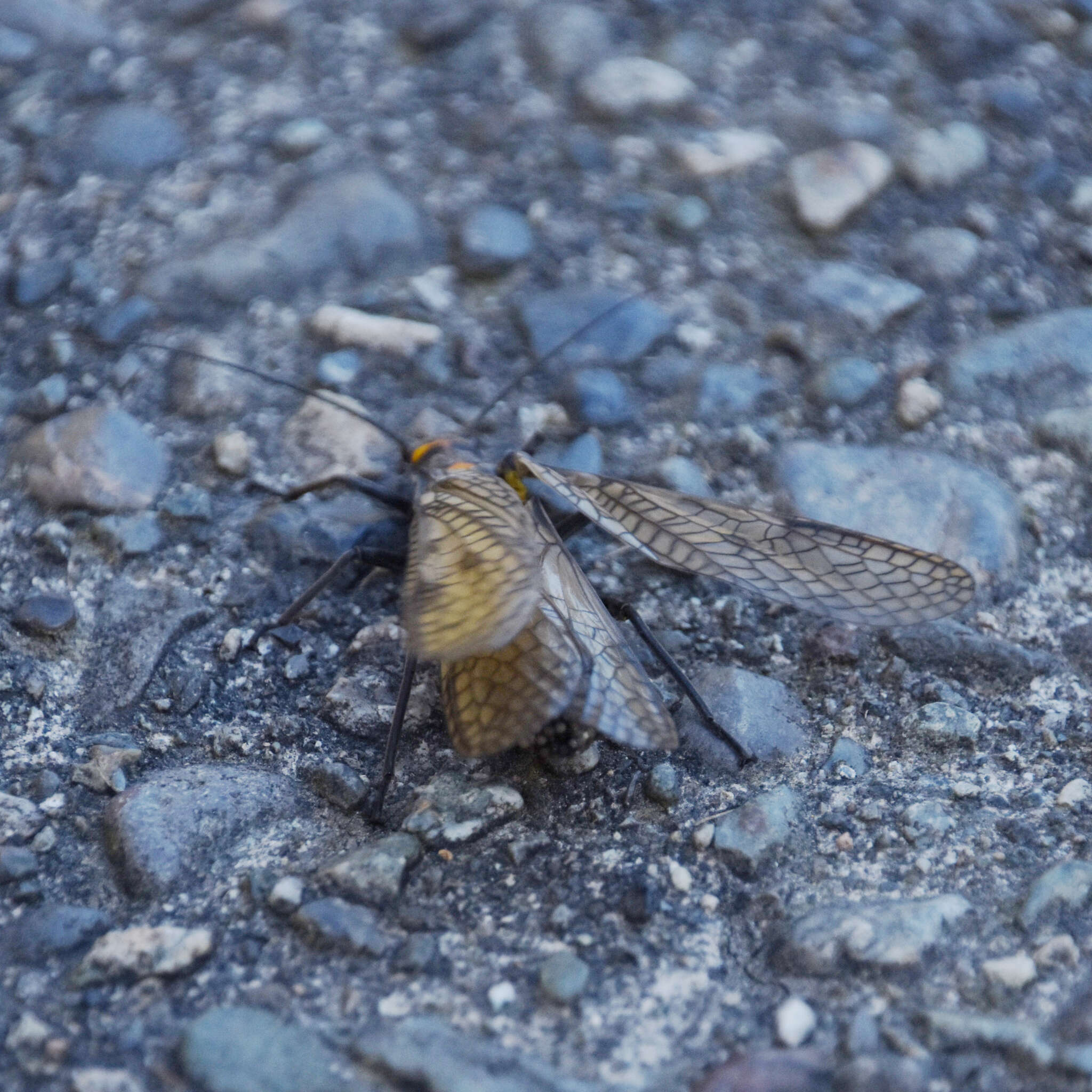 Image of Giant Salmonfly