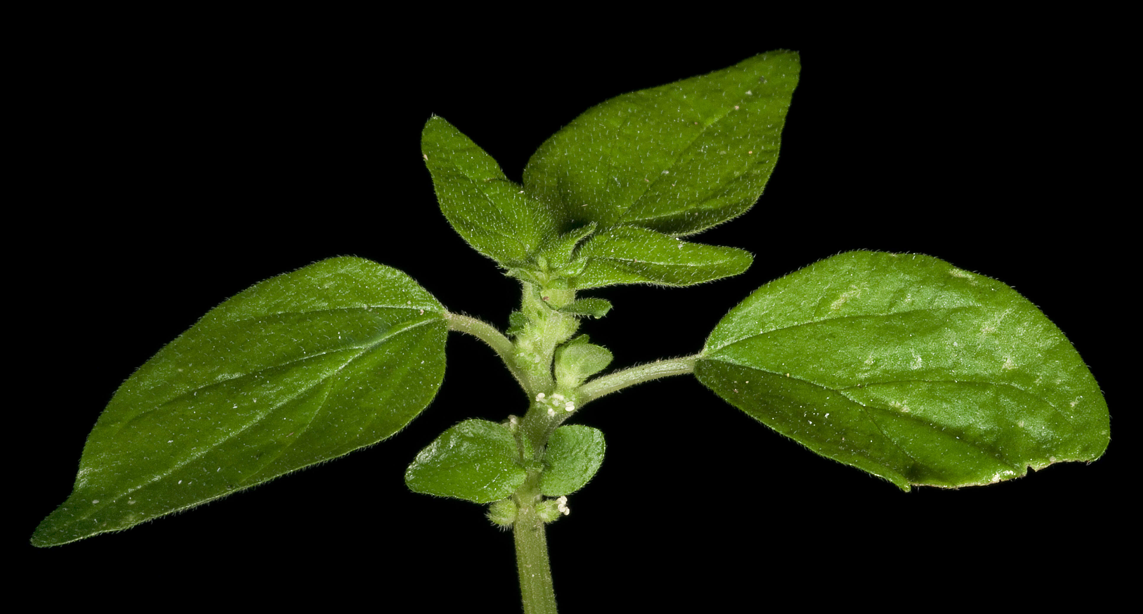 Imagem de Parietaria judaica L.