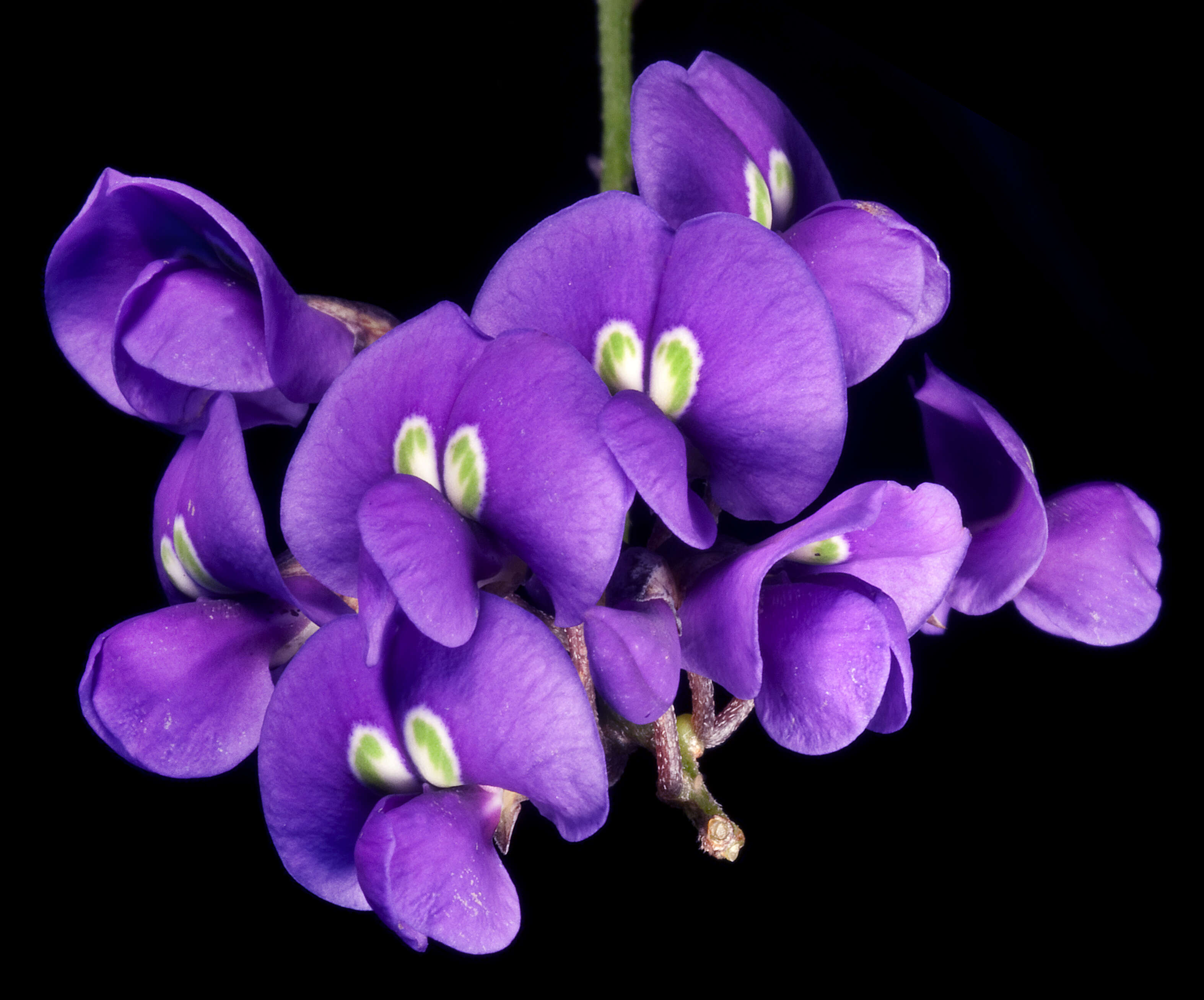 Image of Australian lilac vine