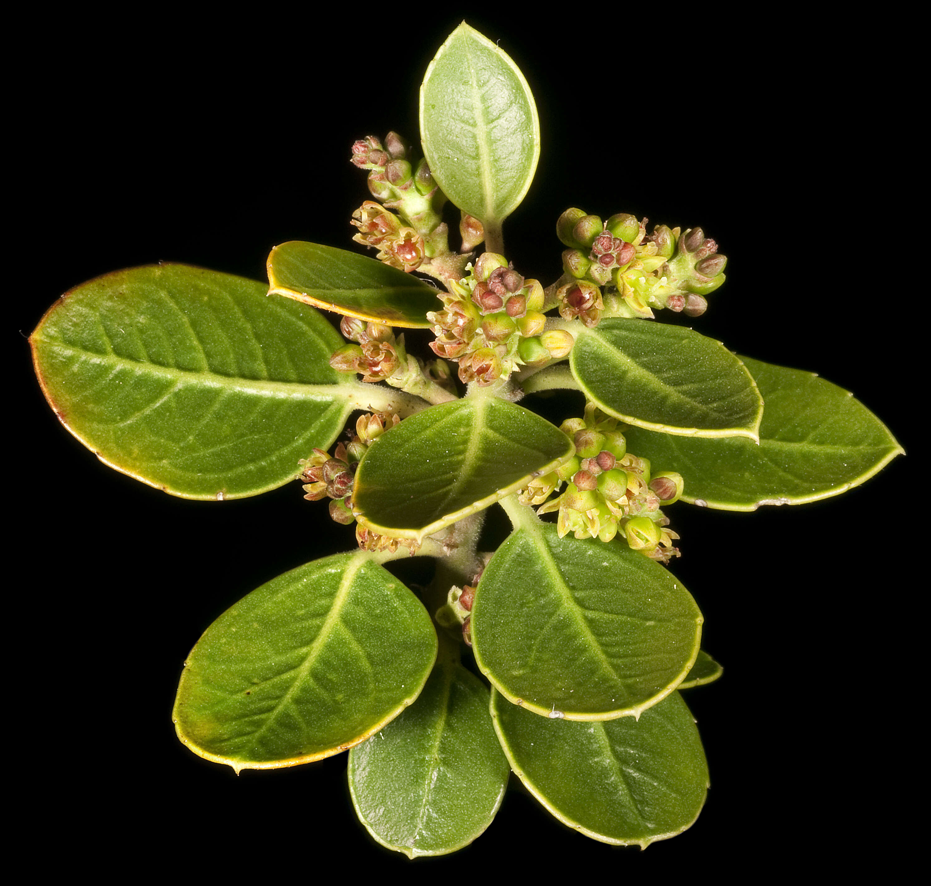 Image of Italian buckthorn