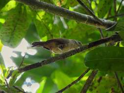 Image of Brown-cheeked Fulvetta