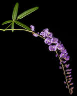 Image of Australian lilac vine