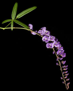 Image of Australian lilac vine