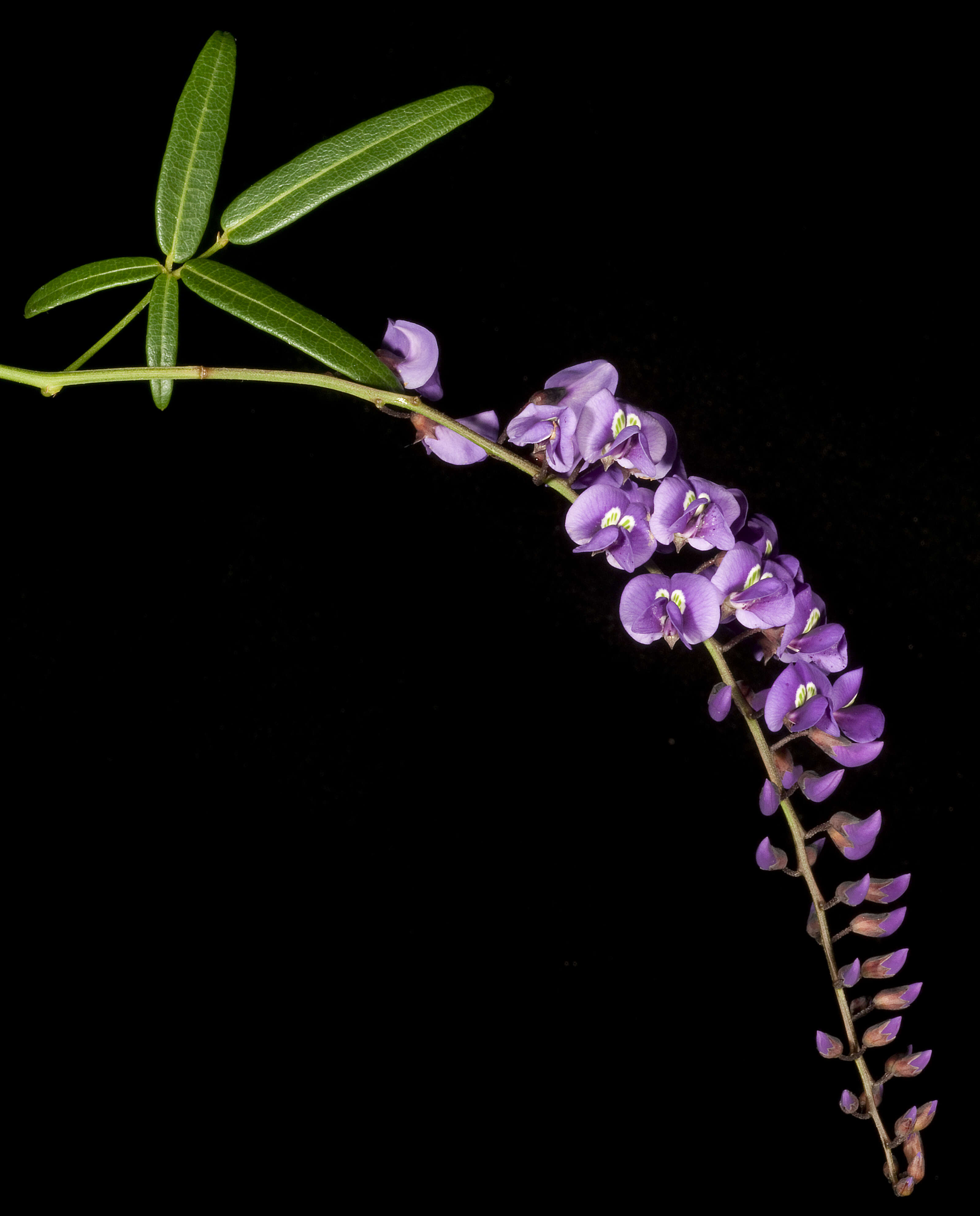 Image of Australian lilac vine