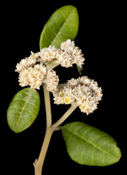 Imagem de Spyridium globulosum (Labill.) Benth.