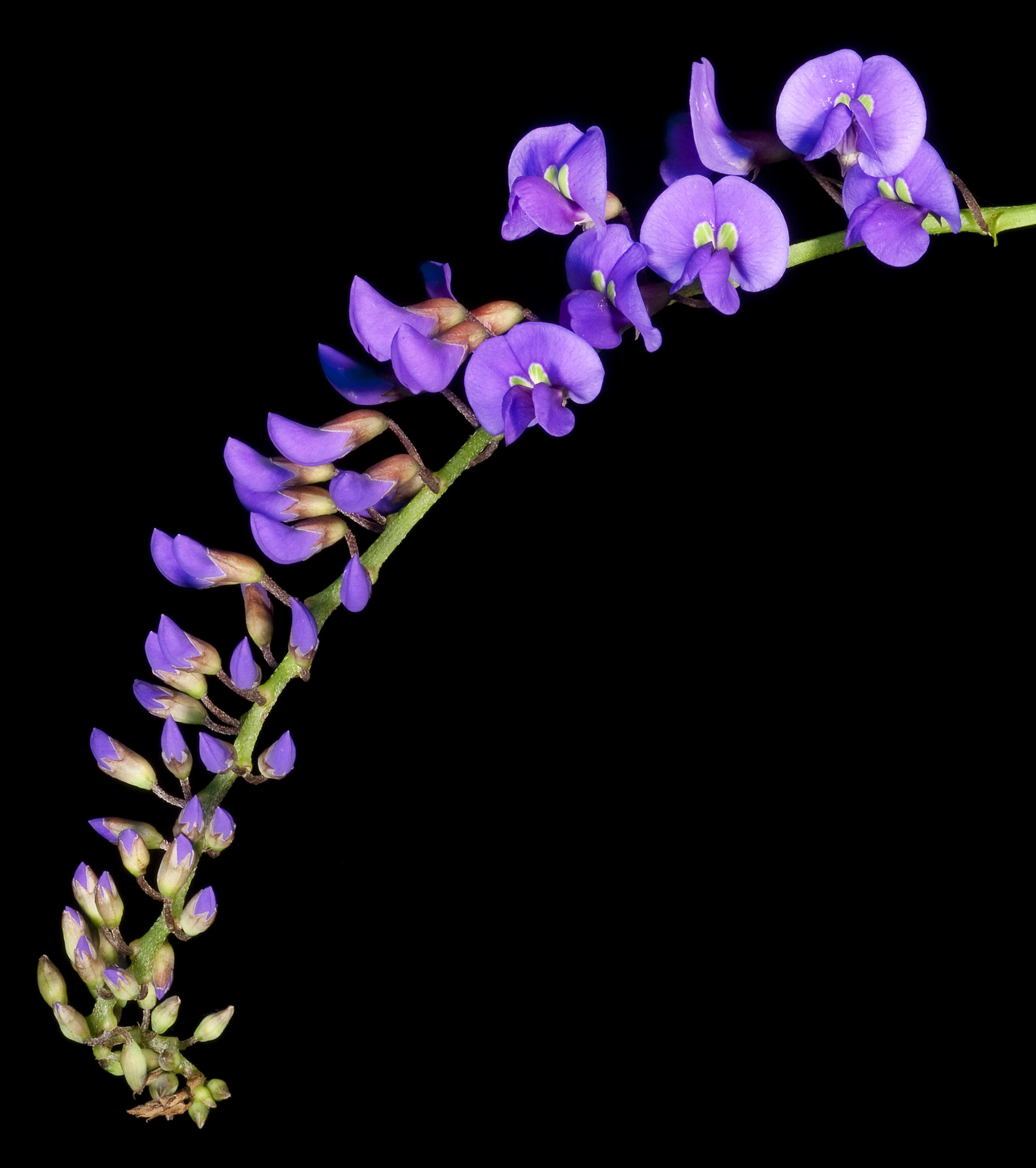 Image of Australian lilac vine