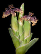 Image of Sea spider iris