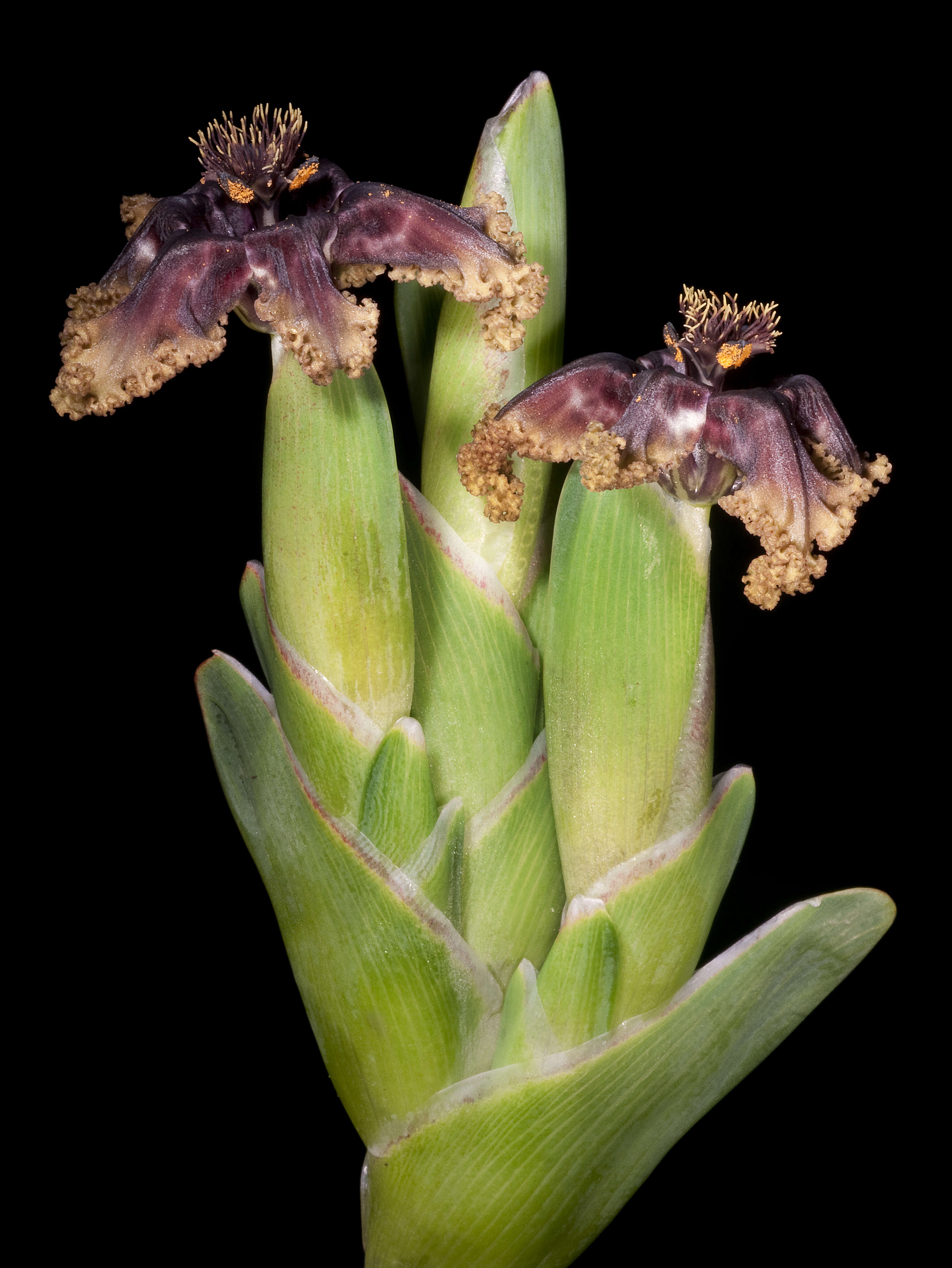 Image of Sea spider iris