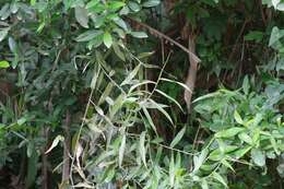 Image of Climbing bamboo