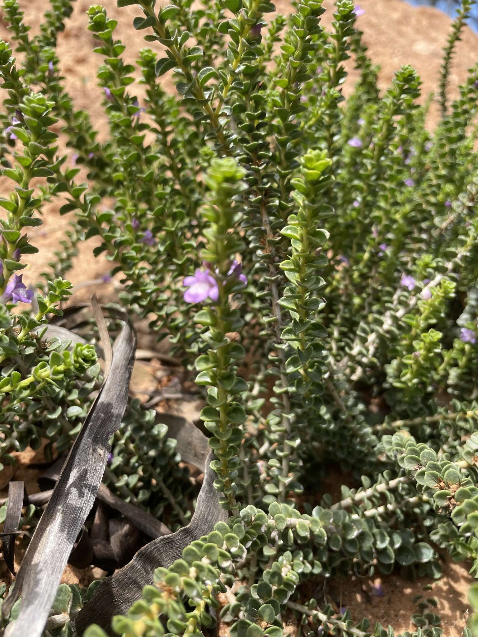 Imagem de Eremophila crassifolia (F. Muell.) F. Muell.