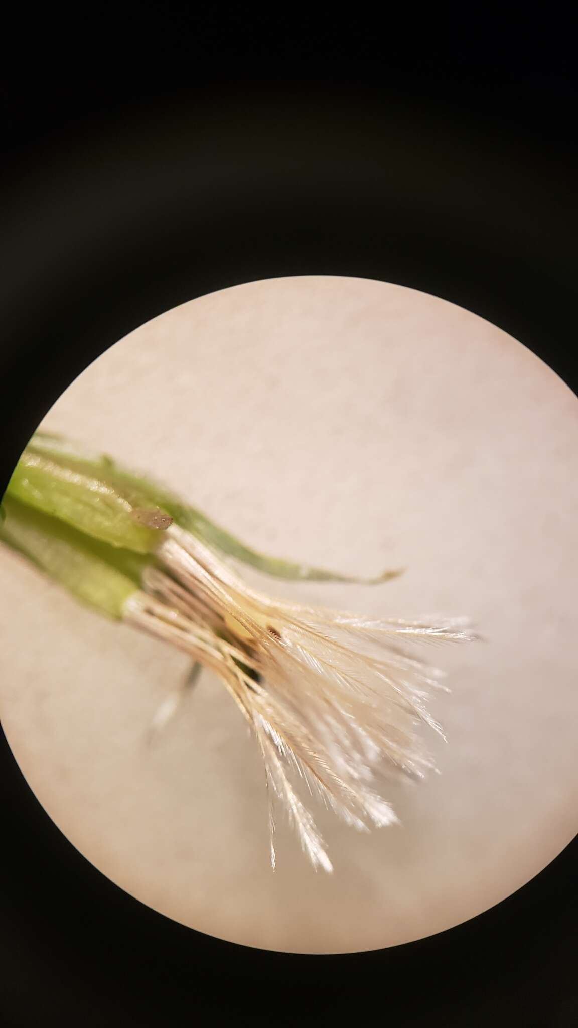 Sivun Stephanomeria exigua subsp. coronaria (Greene) Gottlieb kuva