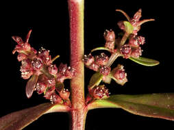 صورة Ammannia multiflora Roxb.