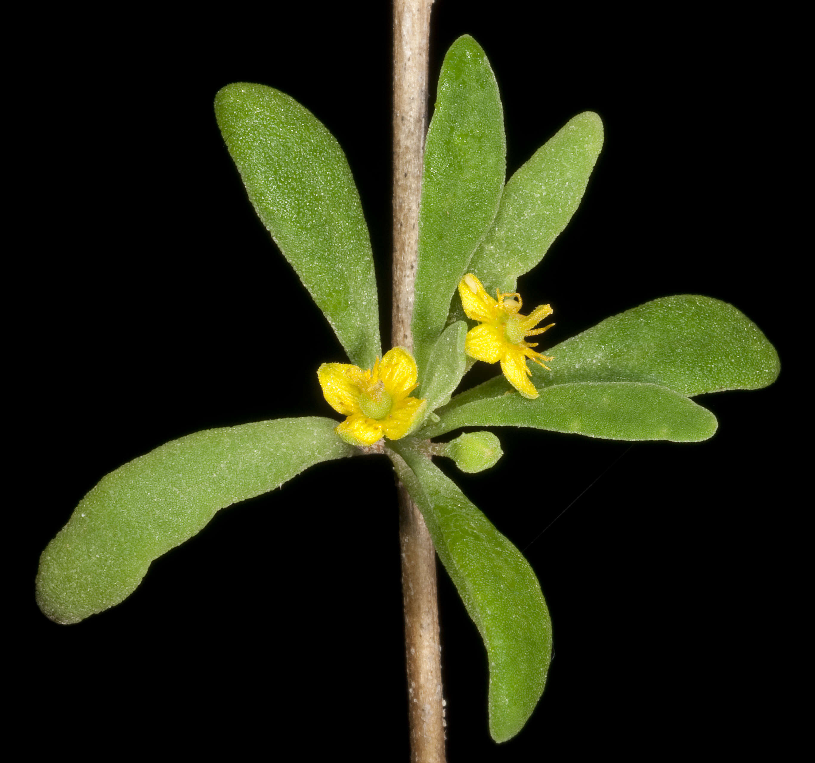 Image of Tetragonia implexicoma (Miq.) Hook. fil.