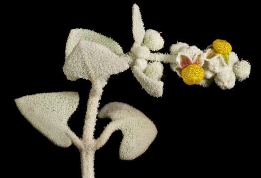 Image of Chenopodium curvispicatum P. G. Wilson