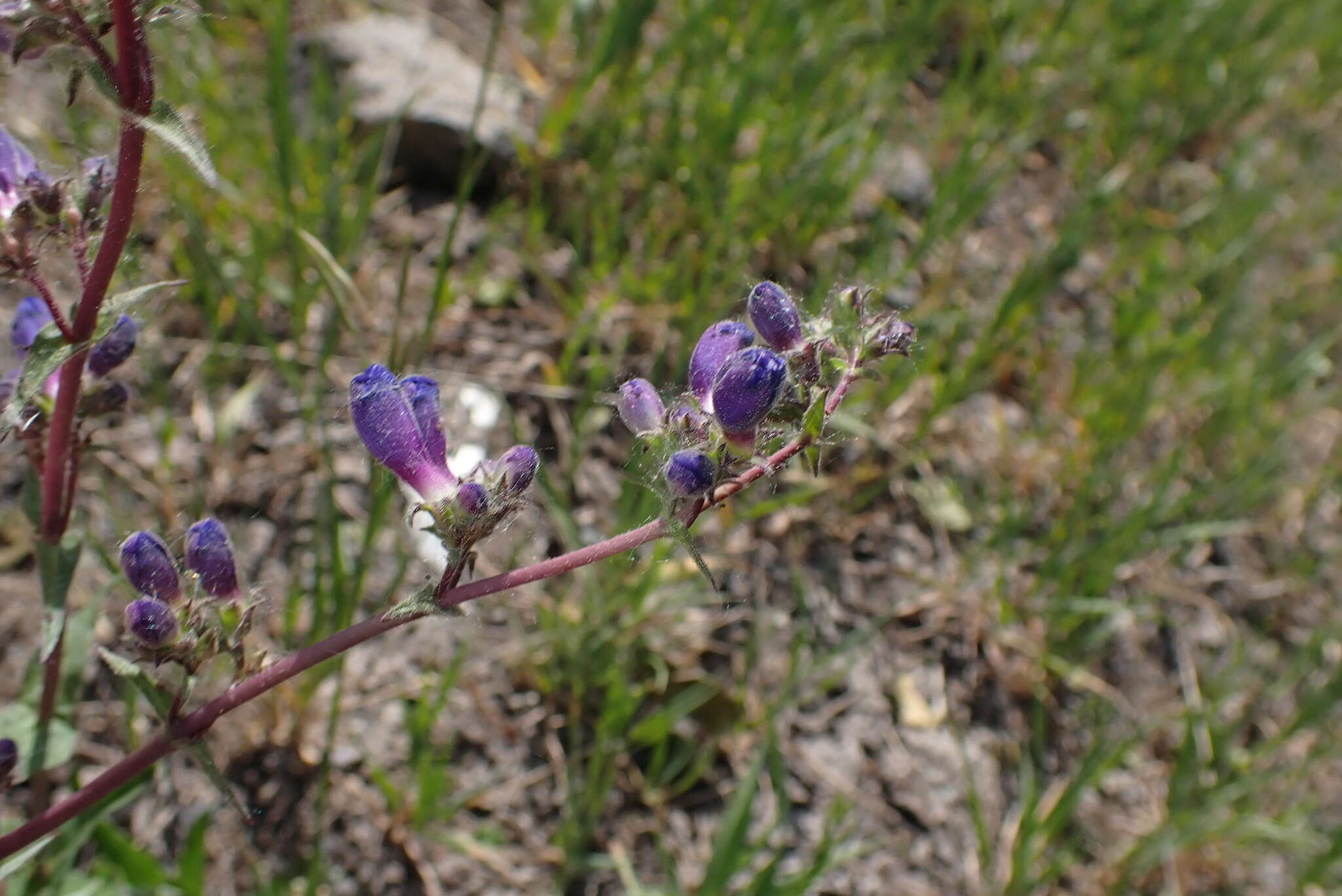 Слика од Penstemon mensarum Pennell