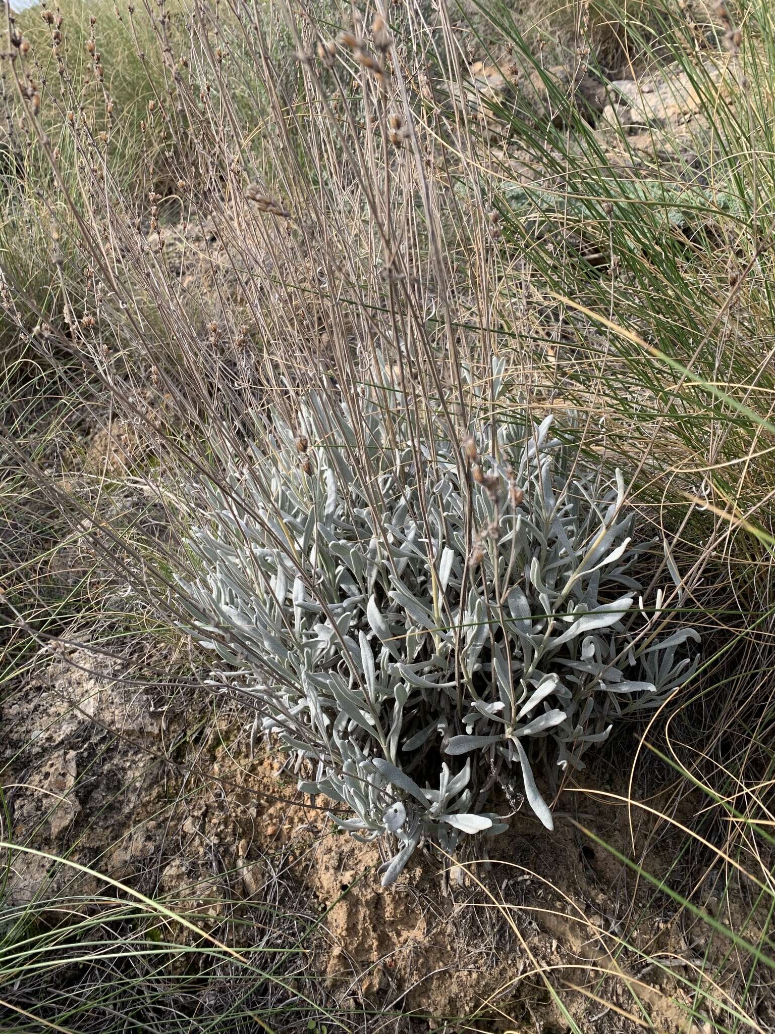 Image of Lavandula lanata Boiss.