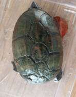 Image of narrow-bridged musk turtle