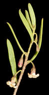 صورة Myoporum platycarpum R. Br.