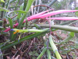 Image of Billbergia distachia (Vell.) Mez