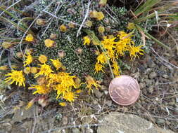 Image of Nardophyllum bryoides (Lam.) Cabrera