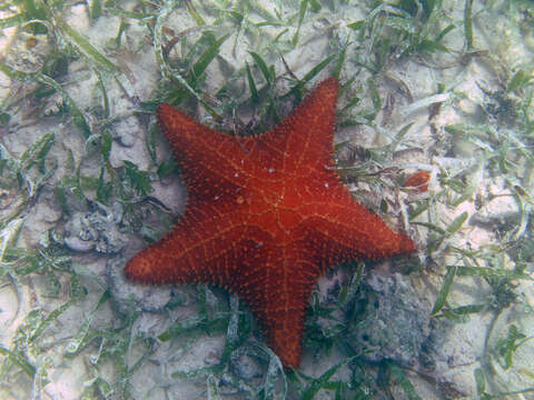 Image of Red cushion sea star