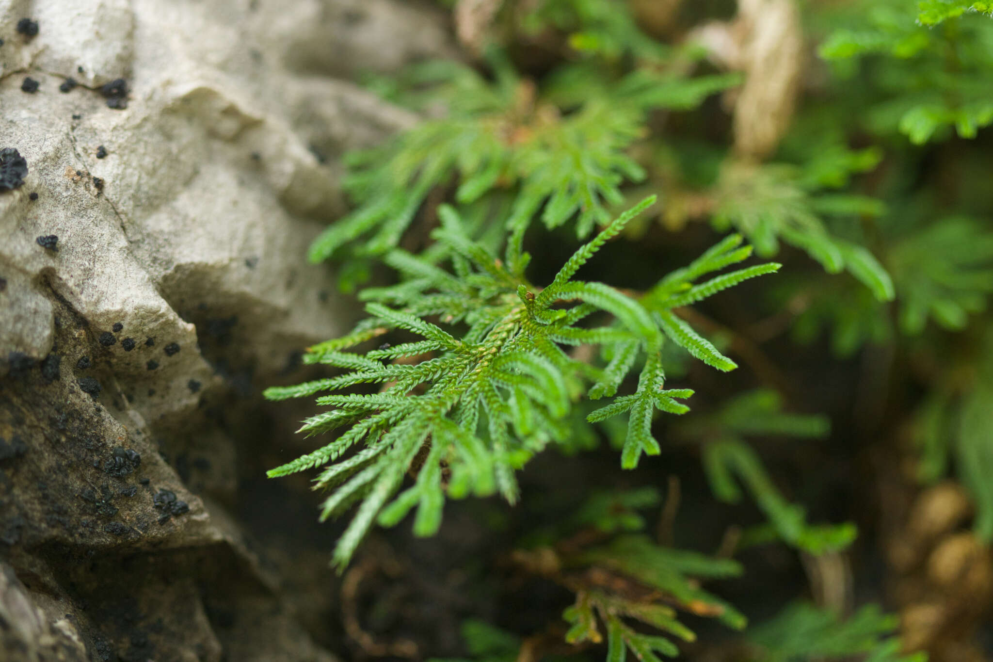 Selaginella stauntoniana Spring resmi