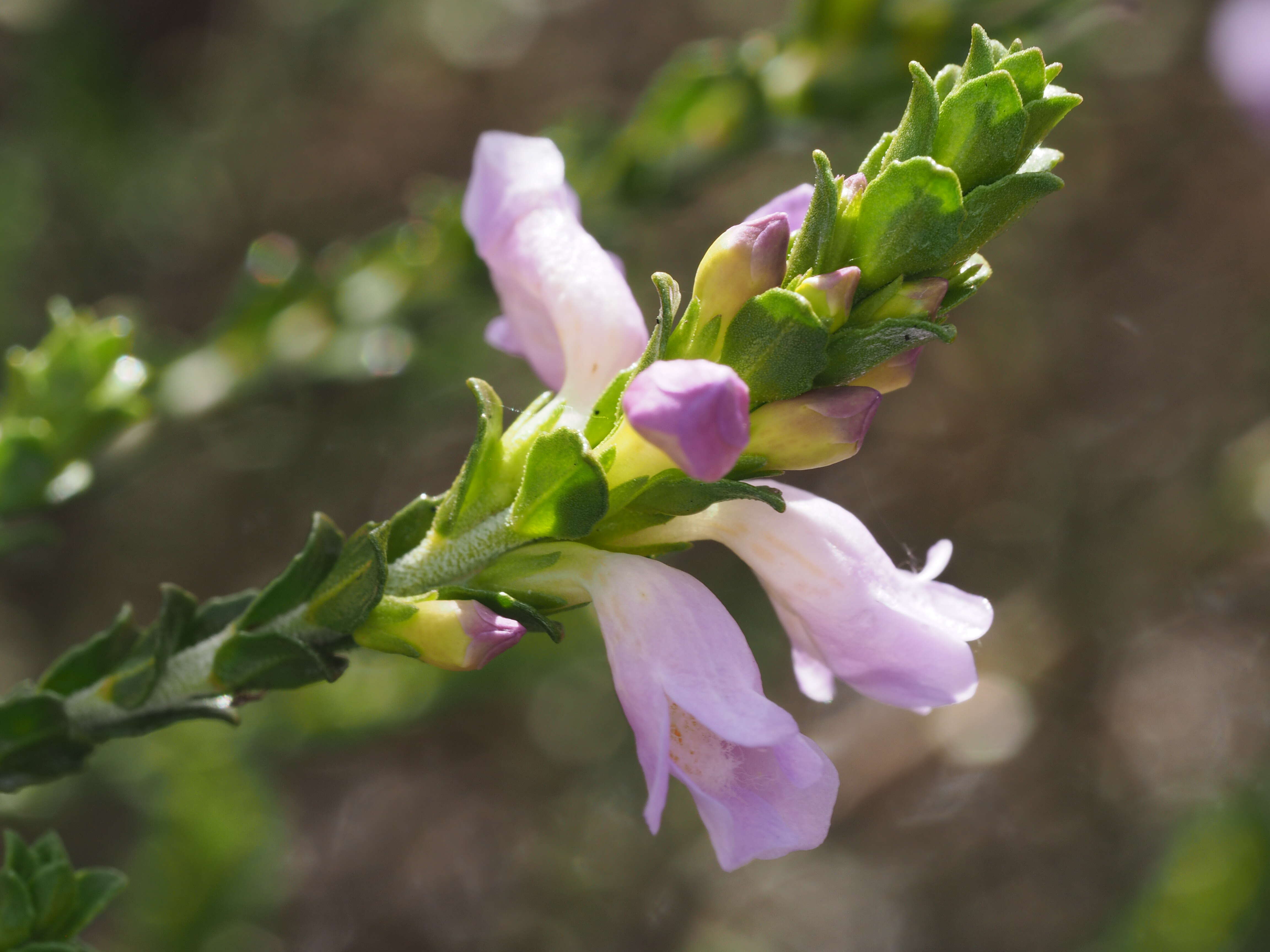 Image of Eremophila lehmanniana (Sond. ex Lehm.) R. J. Chinnock