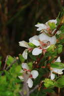 Sivun Leptospermum nitidum Hook. fil. kuva