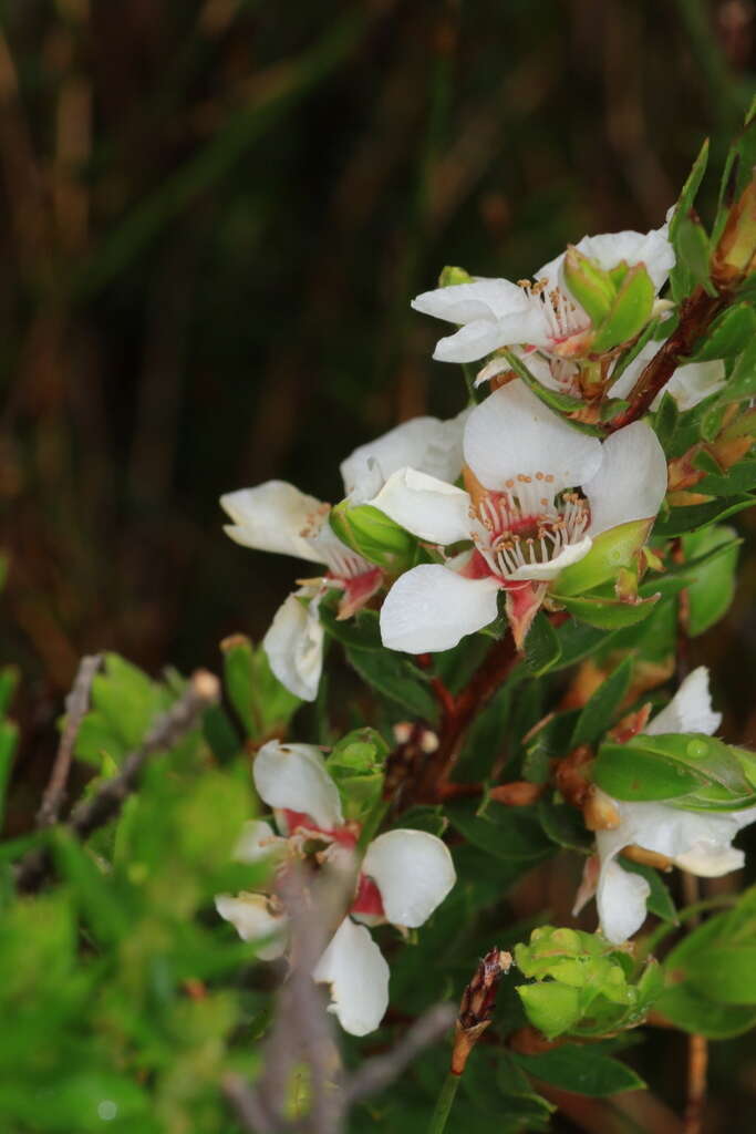 Sivun Leptospermum nitidum Hook. fil. kuva