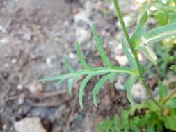 Image of Papaver purpureomarginatum J. W. Kadereit