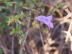 صورة Eremophila lanceolata Chinnock