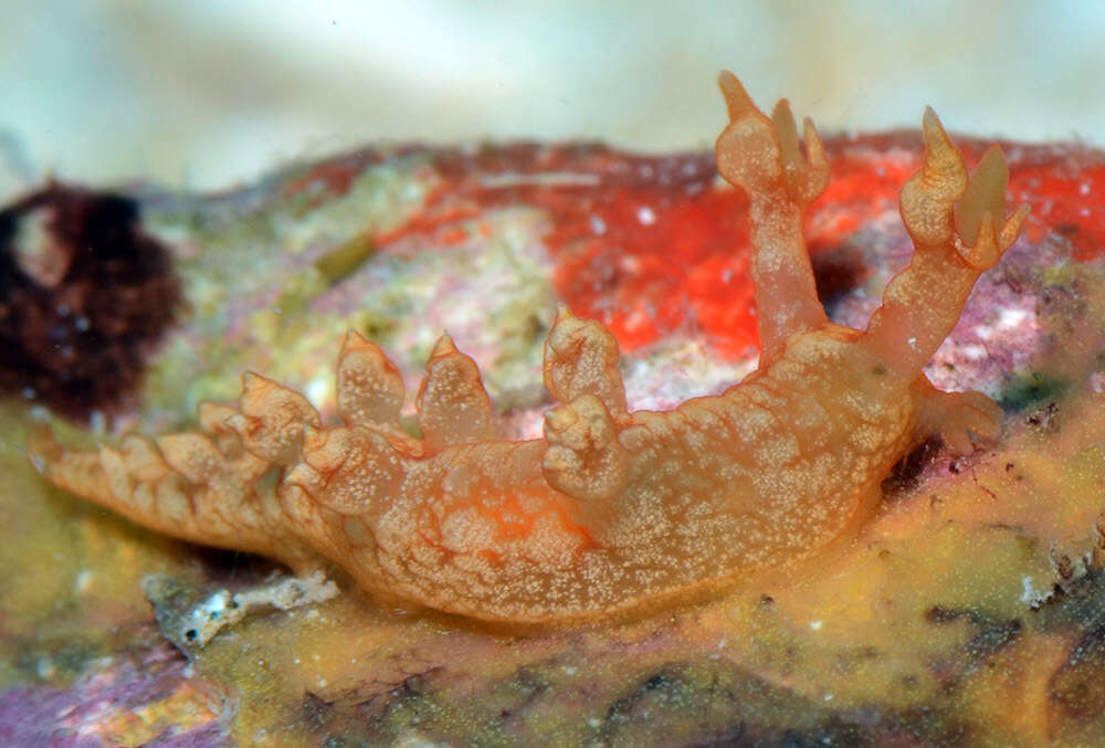 Image of Bornella johnsonorum Pola, Rudman & Gosliner 2009