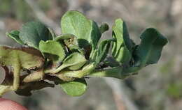 Plancia ëd Ruellia pilosa L. fil.