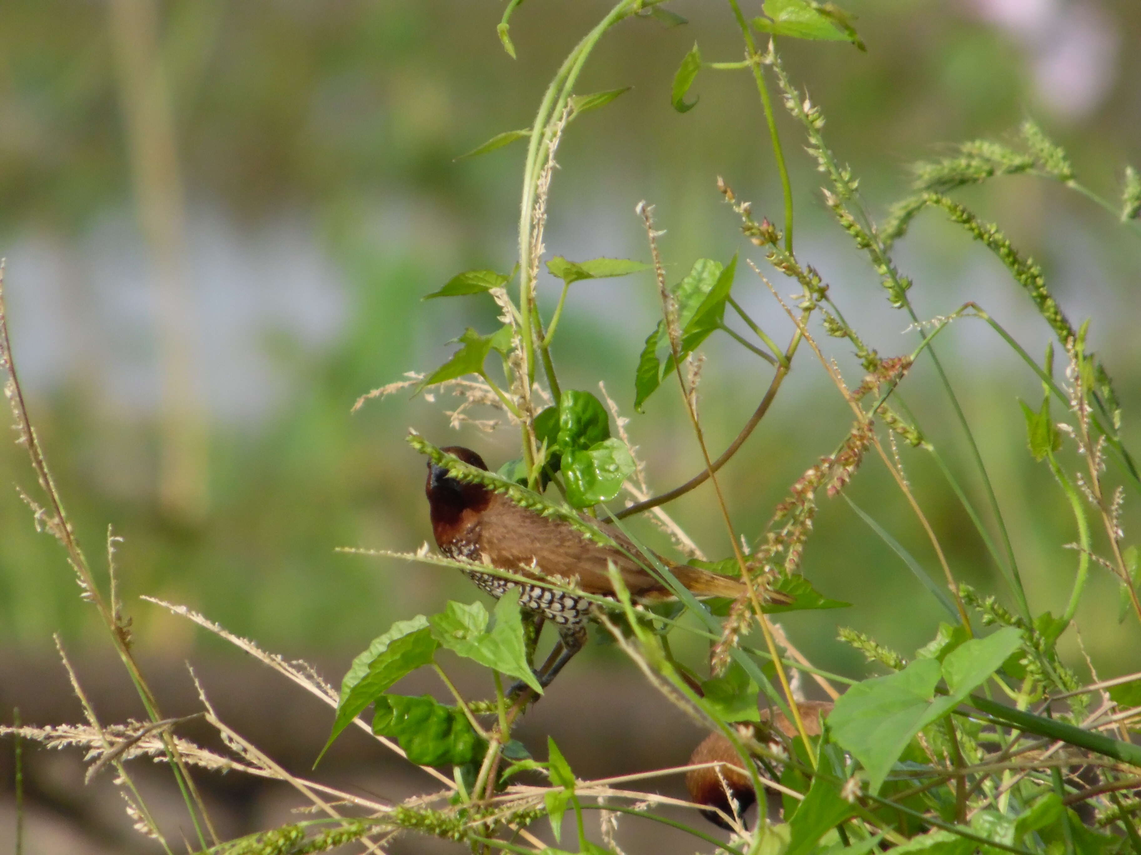 Image of Nutmeg Mannikin