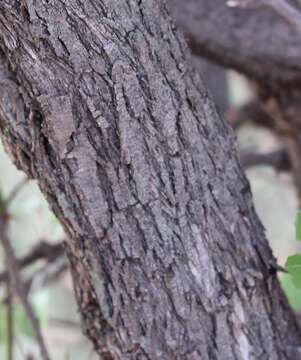 Image of Buffalo-thorn