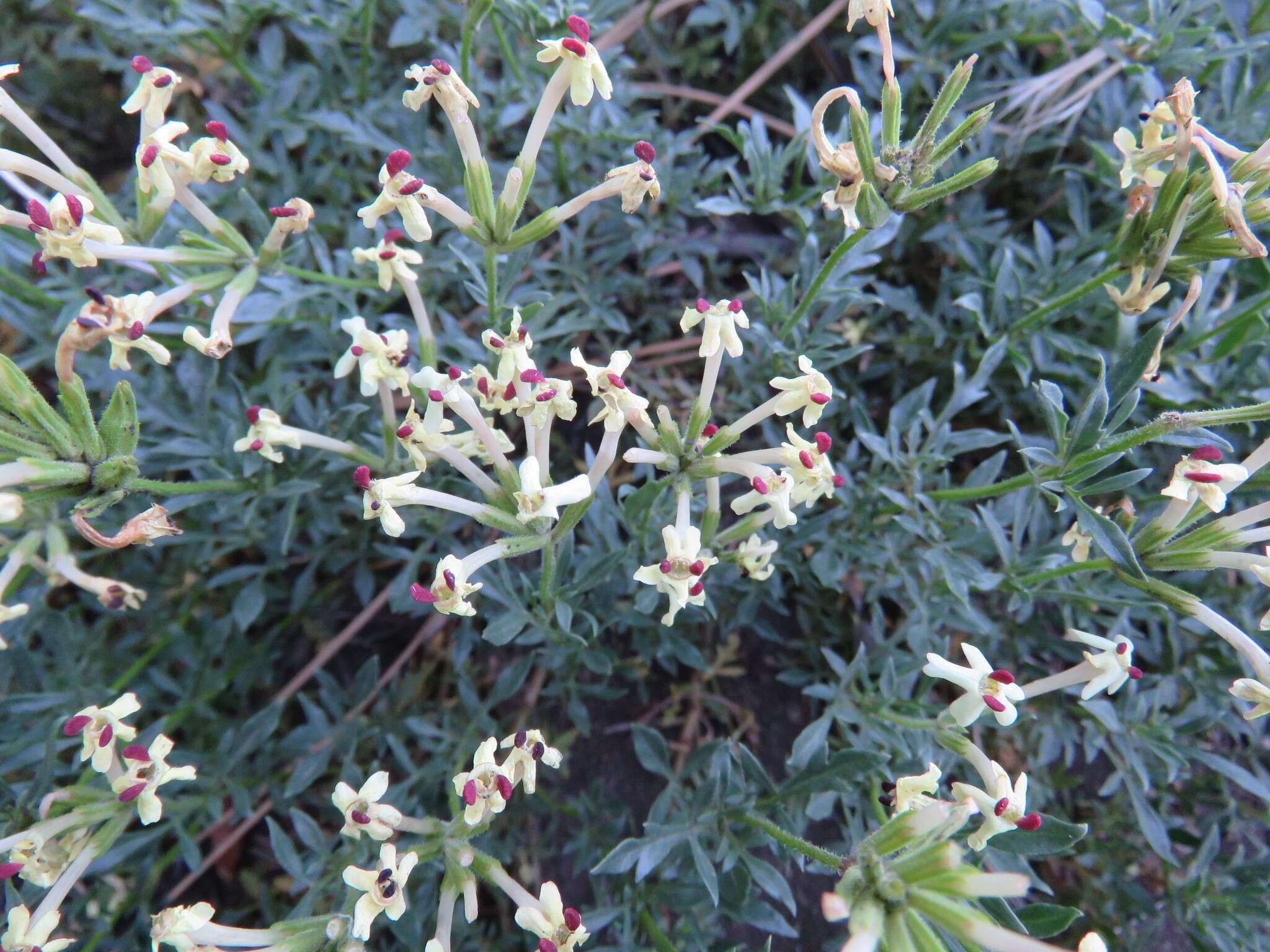 Image of Glandularia araucana (Phil.) Botta