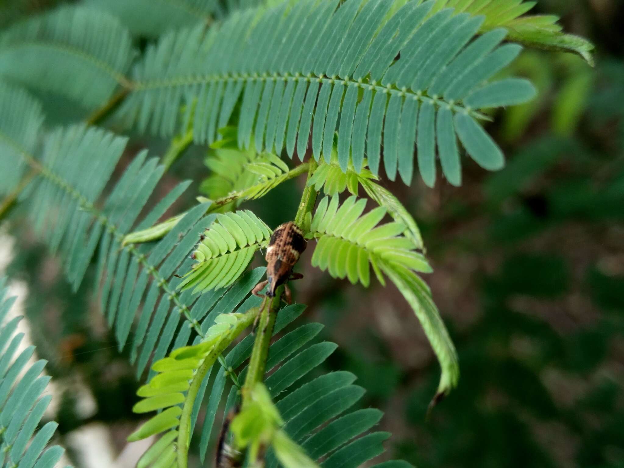 Imagem de Phytoscaphus triangularis (Olivier 1807)