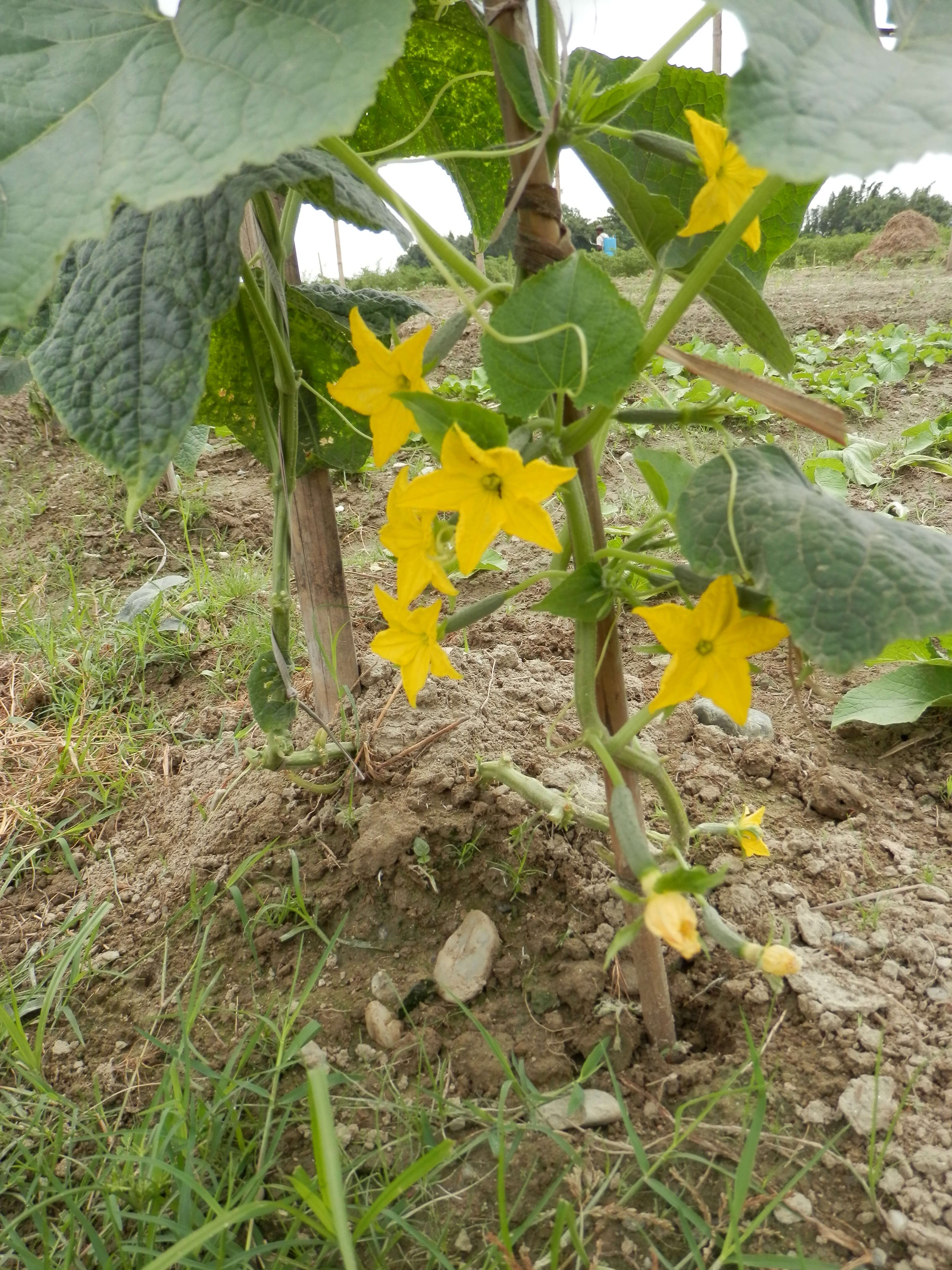 Image of garden cucumber