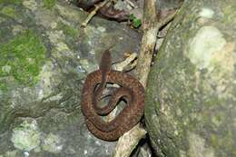 صورة Bothrops lanceolatus (Bonnaterre 1790)