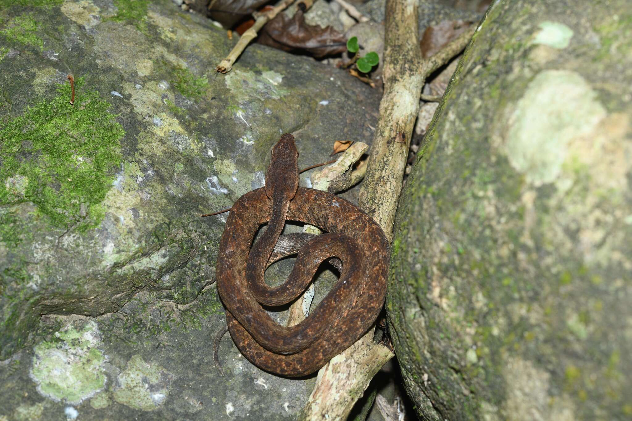 Image of Martinique Lancehead