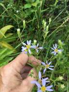 Image of slender aster