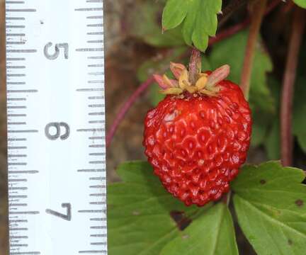 Image of Fragaria iinumae Makino